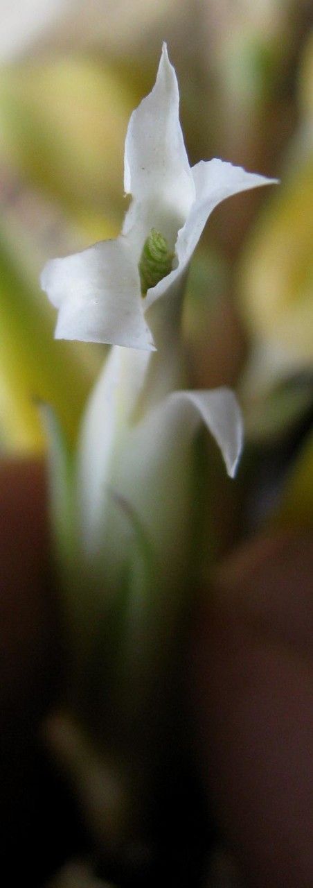 Pitcairnia megasepala flower