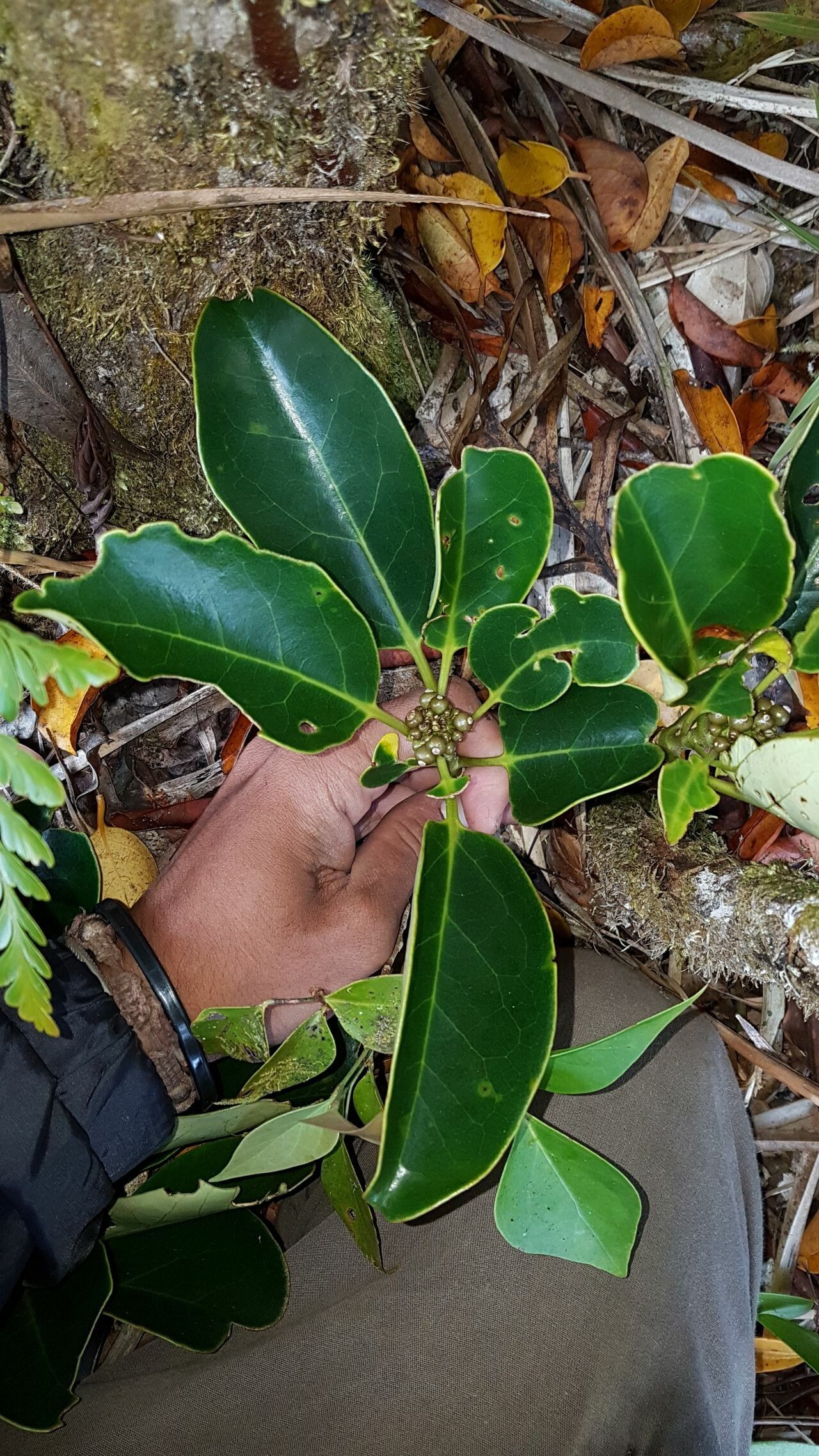 Gmelina magnifica — related species from the same genus