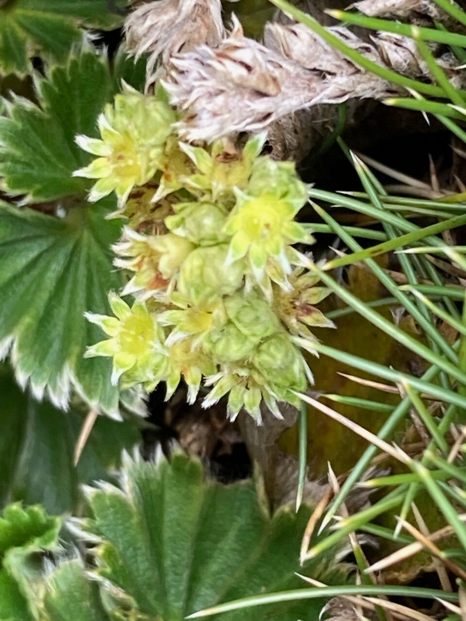 Alchemilla orbiculata flower