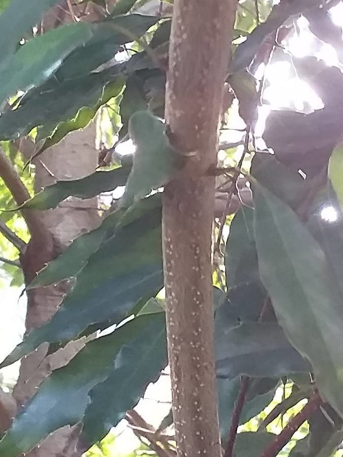 Quercus salicina bark