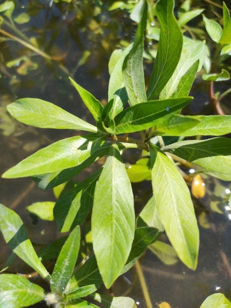 Ludwigia peploides