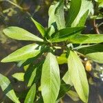 Ludwigia peploides