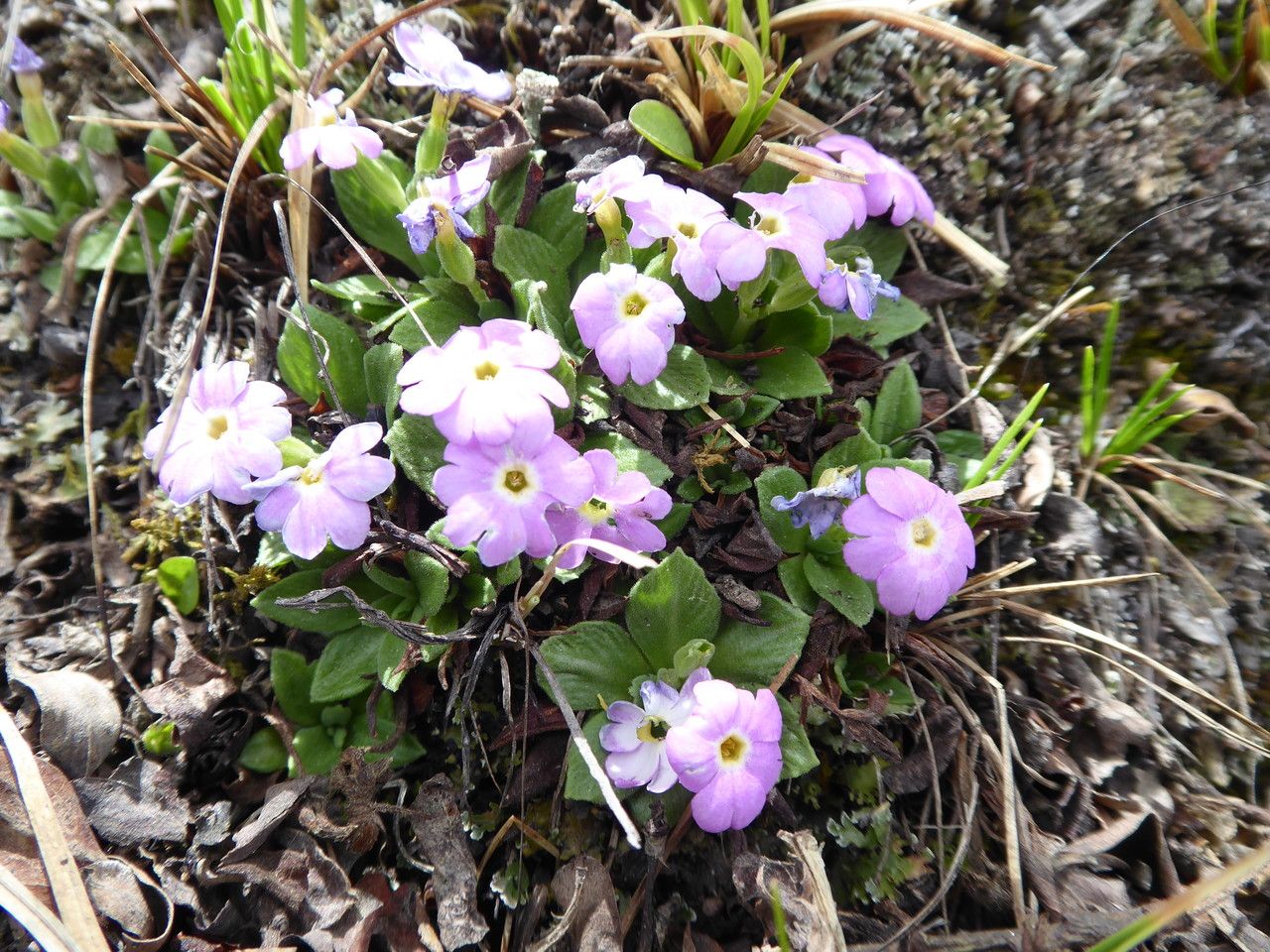 Primula walshii flower