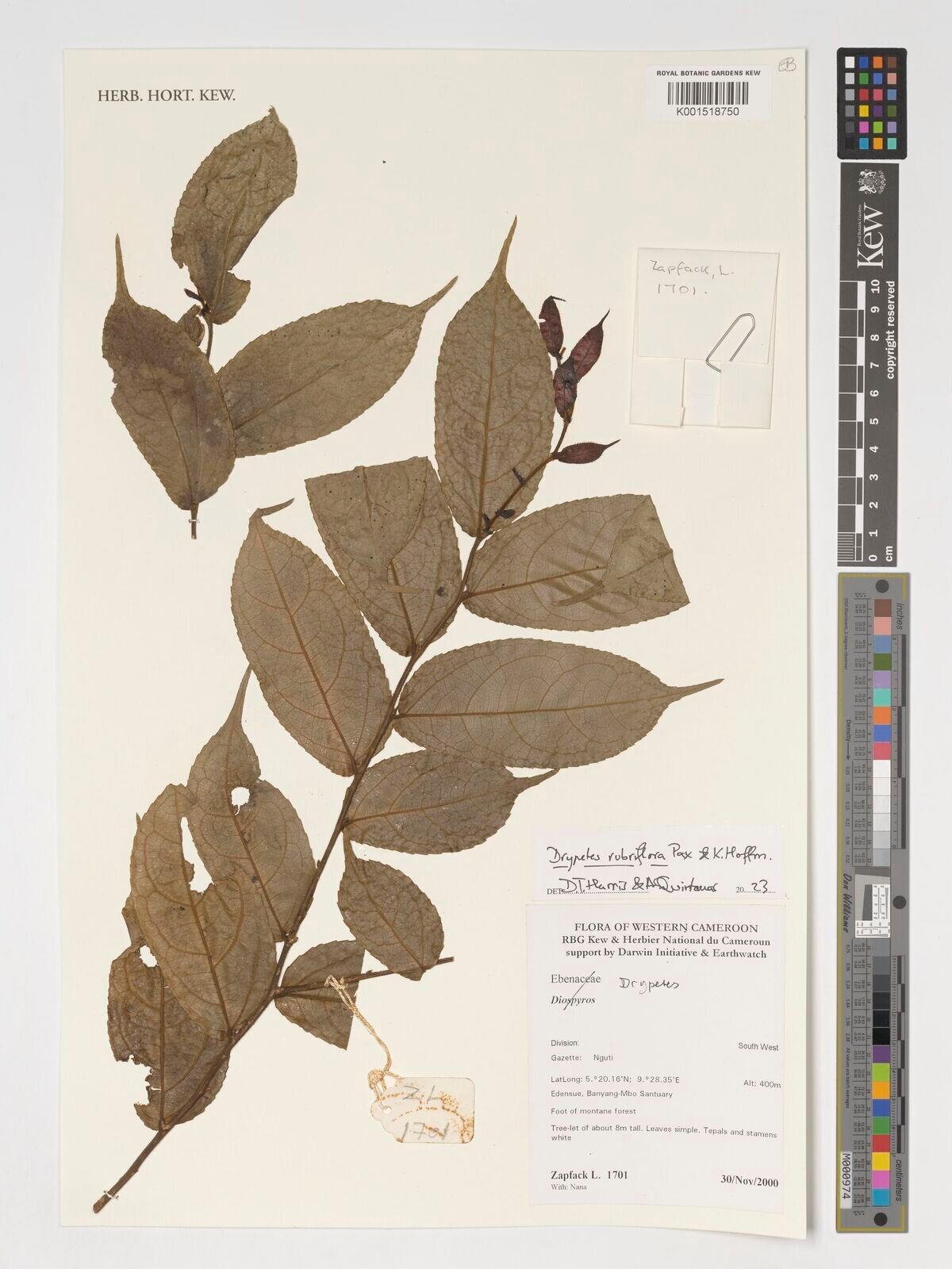 Drypetes rubriflora — houseplant care guide