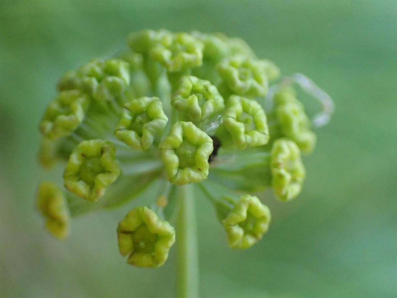 Bupleurum petraeum fruit