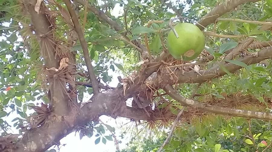 Leuenbergeria quisqueyana fruit
