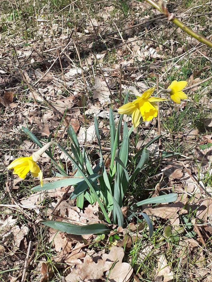 Narcissus × incomparabilis habit