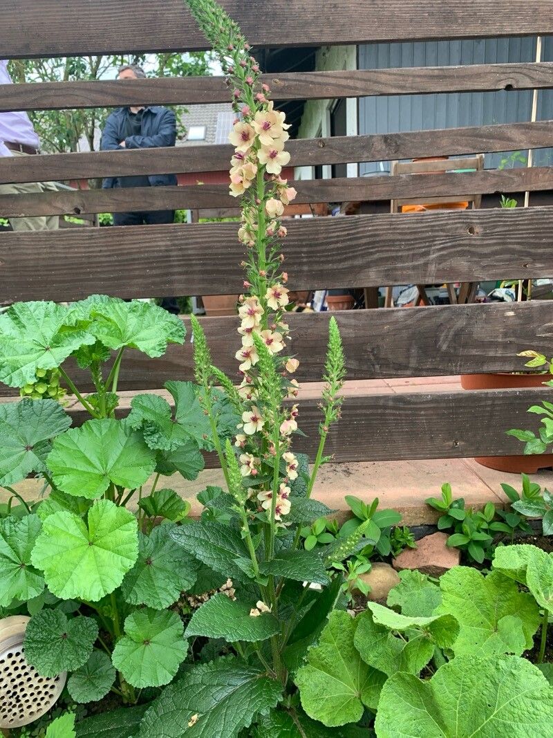 Verbascum × phoeniceiforme — search result for 'Verbascum'