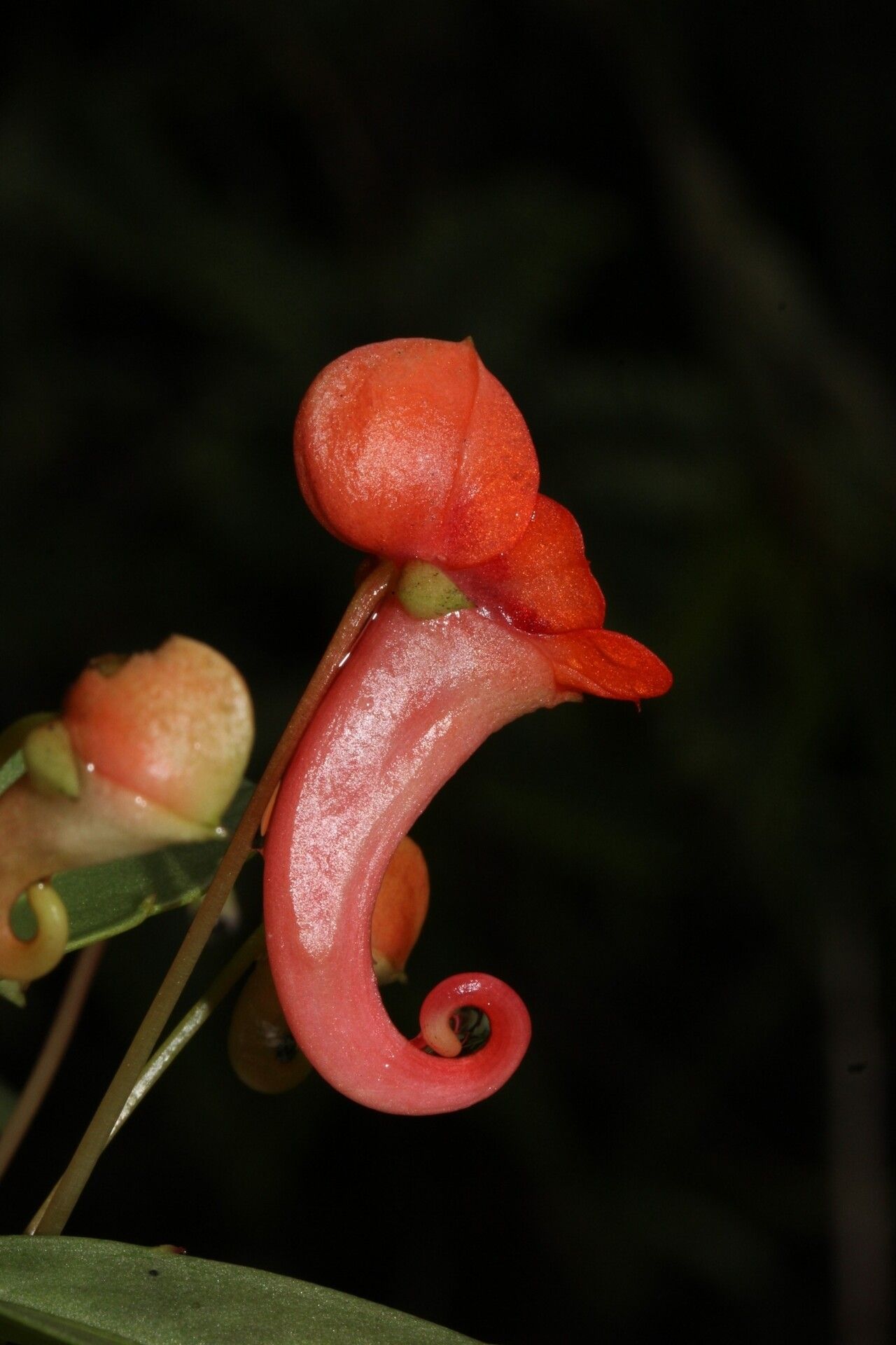 Impatiens humblotiana flower