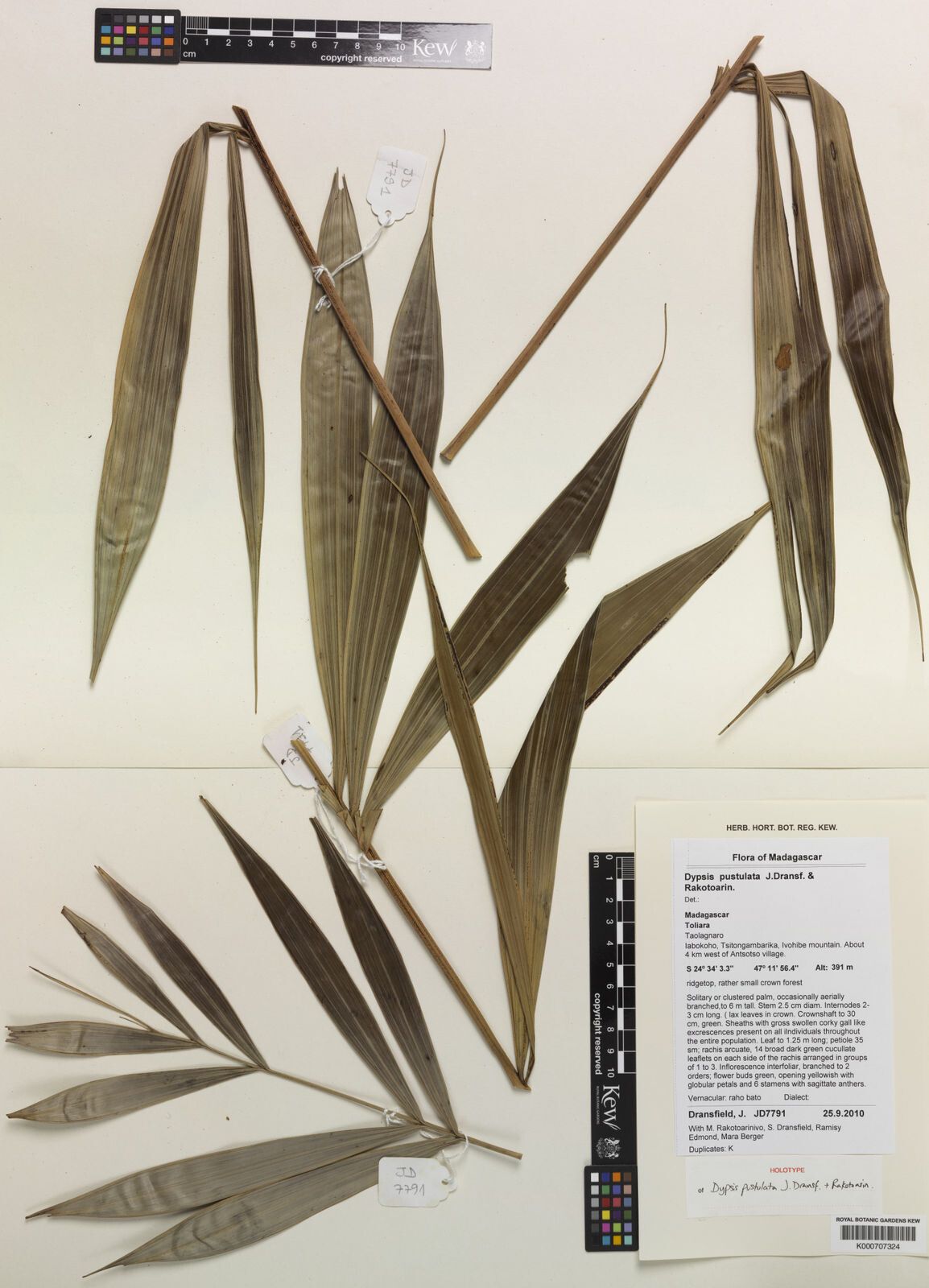 Dypsis pustulata — houseplant care guide