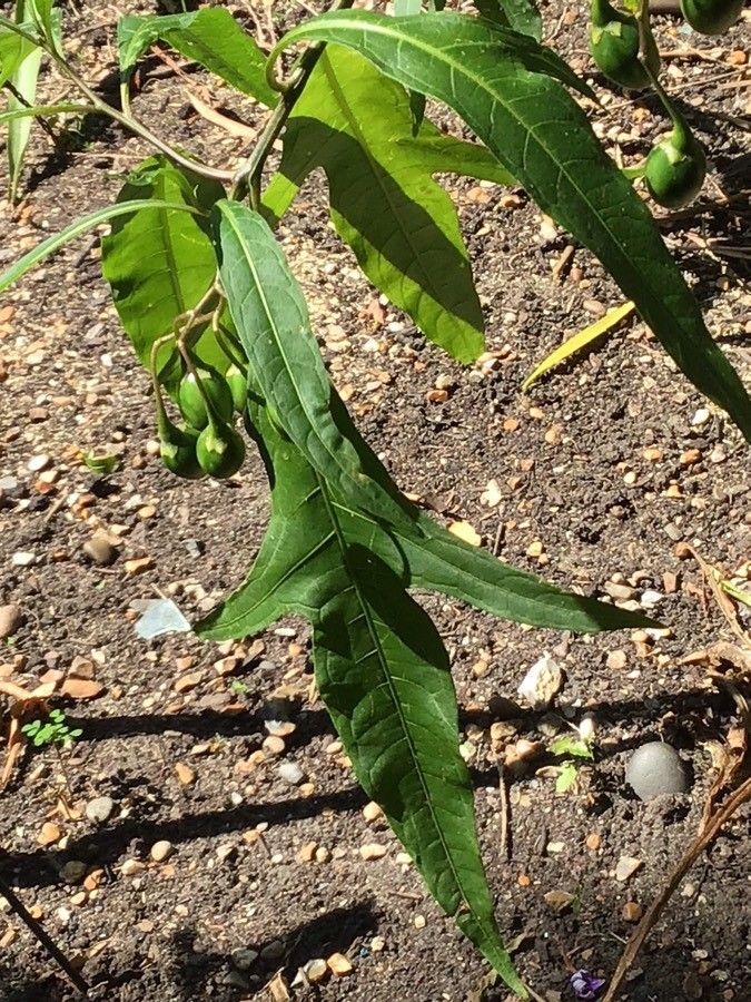 Solanum aviculare — search result for 'Solanum'