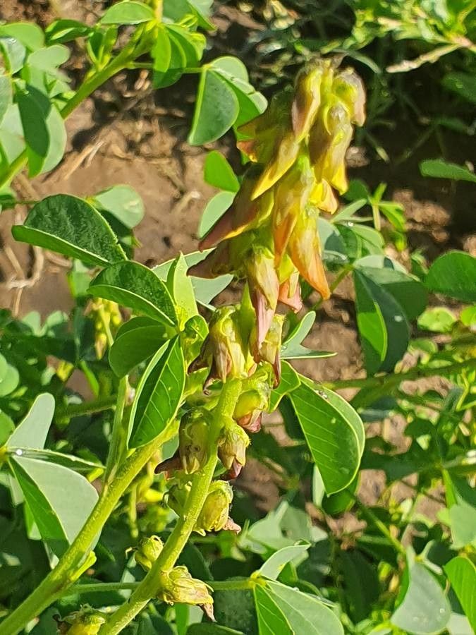 Crotalaria deflersii flower