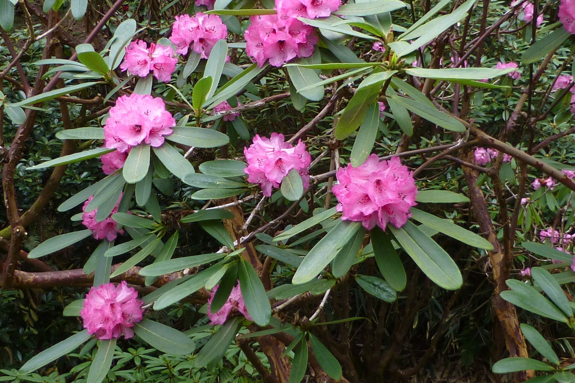 Rhododendron faucium habit