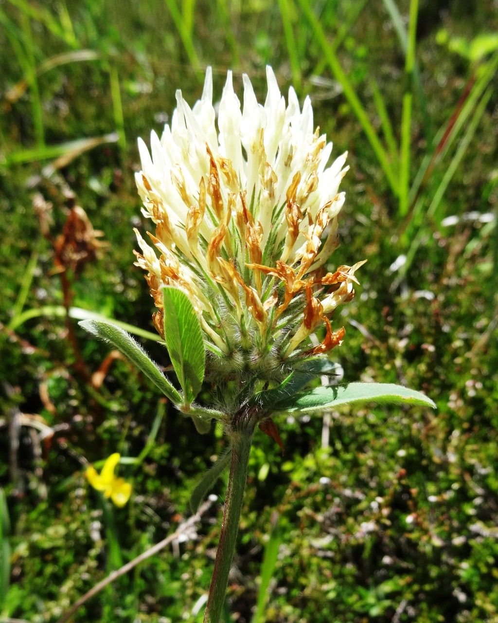 Trifolium ochroleucon flower