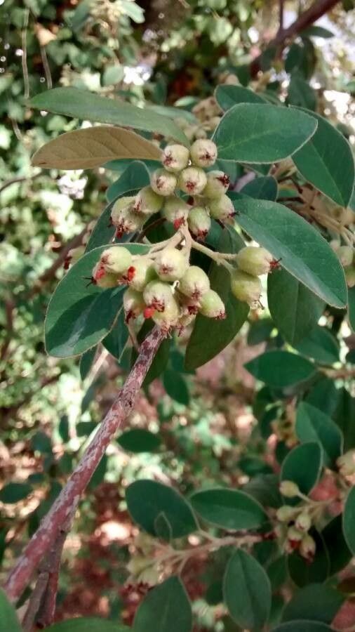 Cotoneaster pannosus fruit