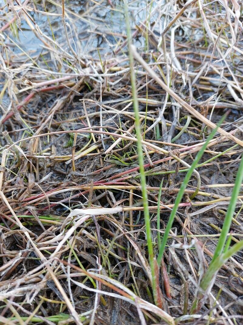 Juncus heterophyllus — houseplant care guide