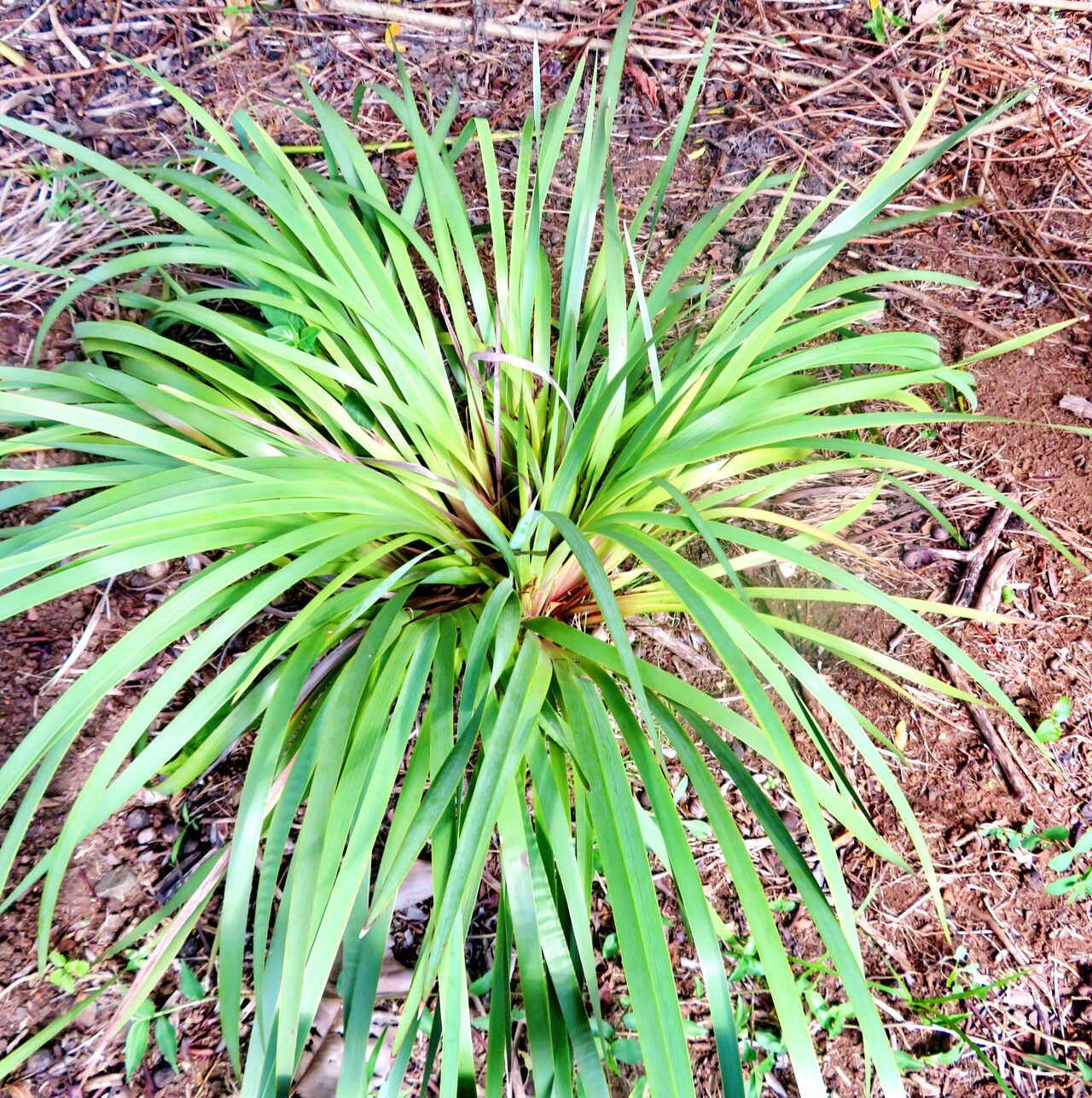 Sisyrinchium palmifolium habit