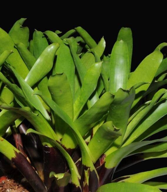 Vriesea vagans — search result for 'Vriesea'