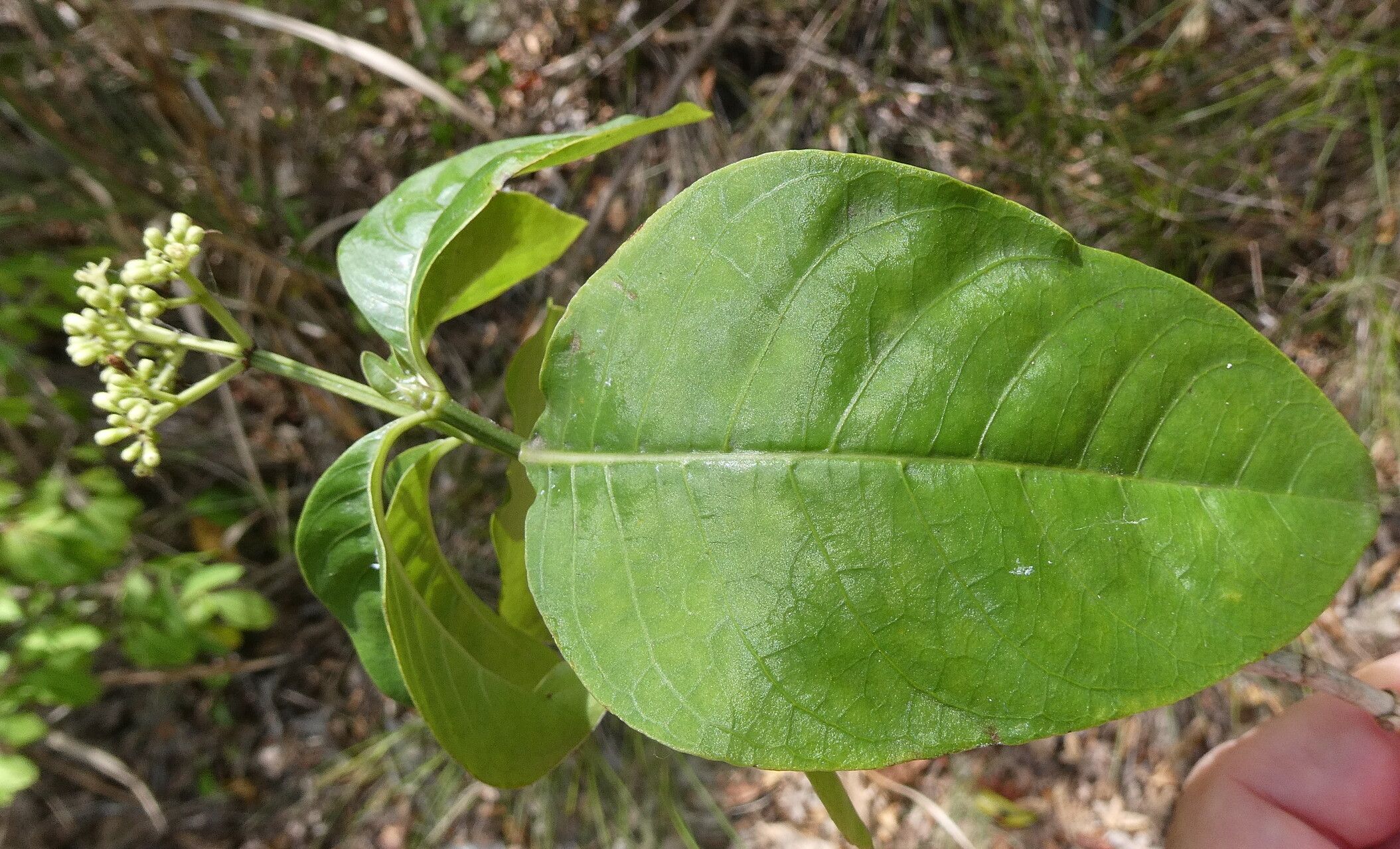 Palicourea pedunculosa — houseplant care guide