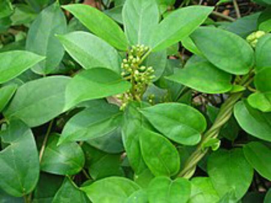 Gymnema sylvestre — houseplant care guide