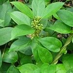 Gymnema sylvestre