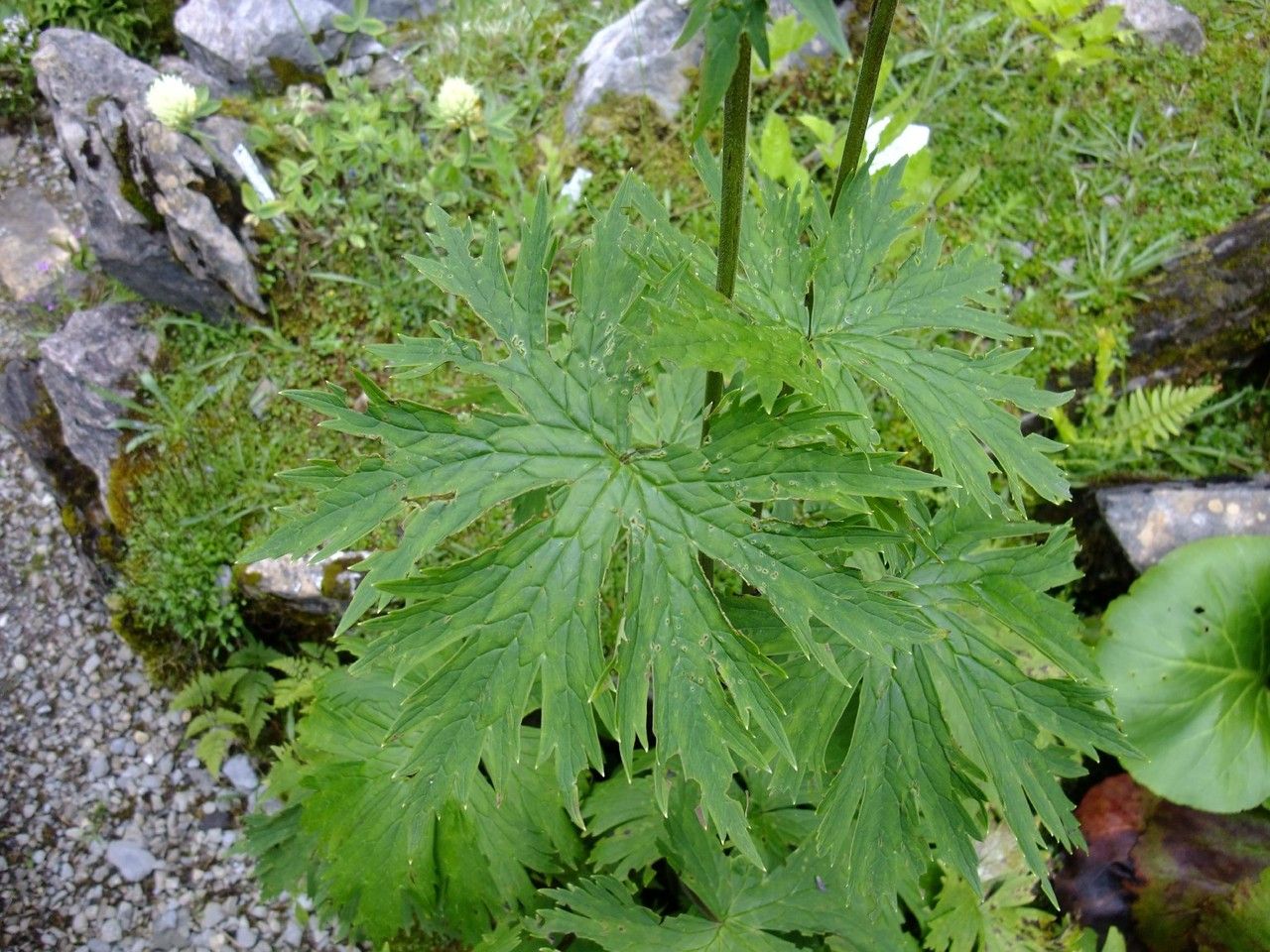 Aconitum leucostomum leaf