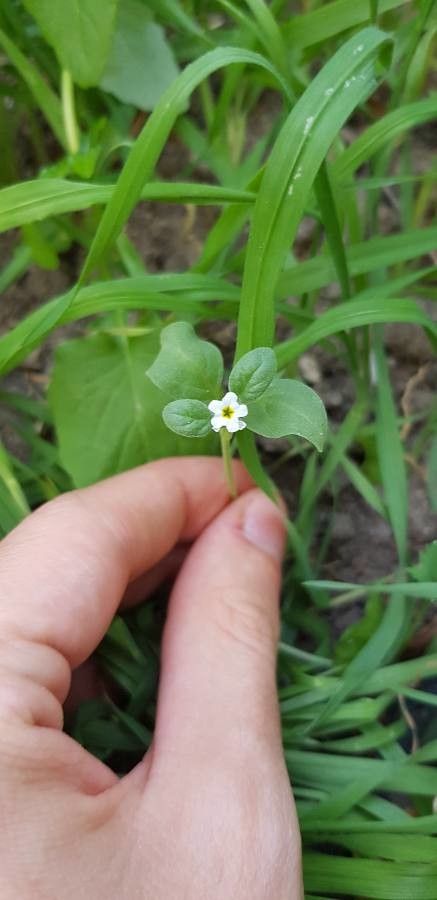 Myosotis soleirolii — houseplant care guide