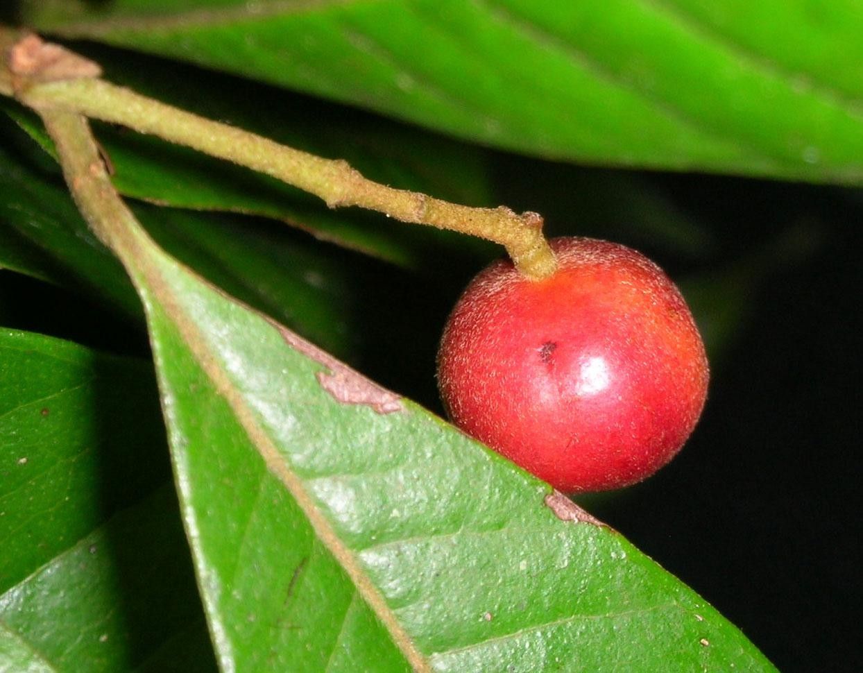 Myrcia aliena fruit