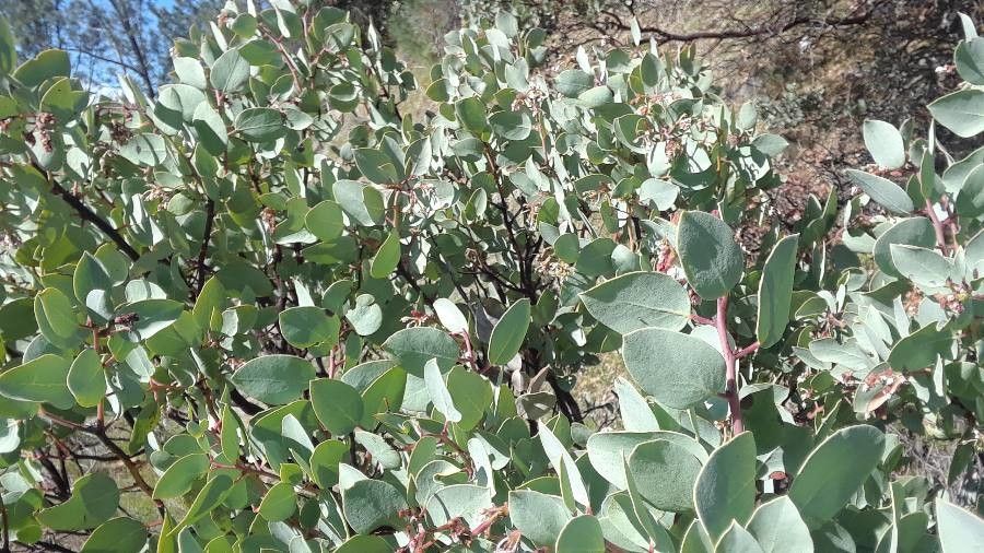 Arctostaphylos glauca leaf