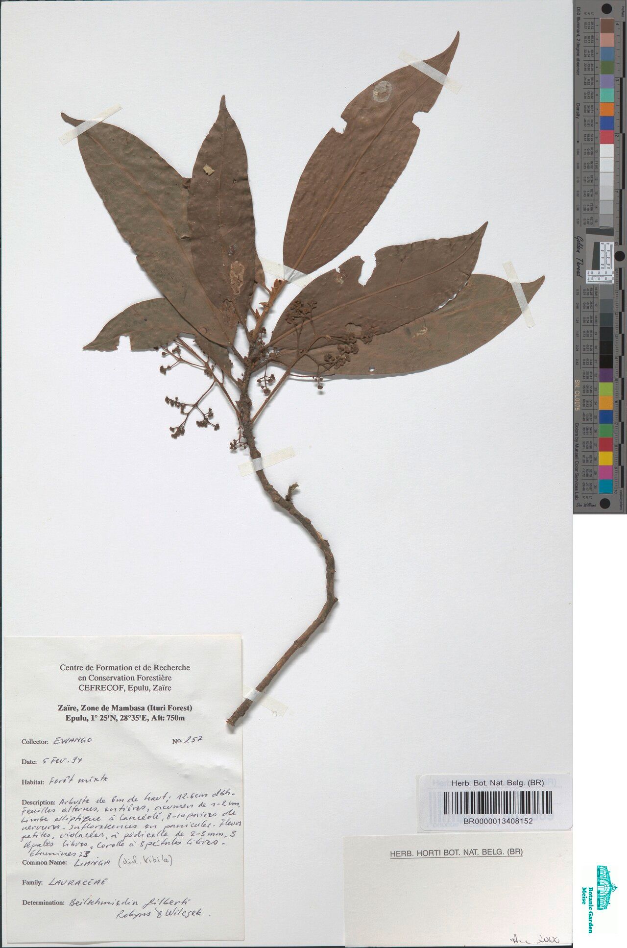 Beilschmiedia gilbertii — houseplant care guide