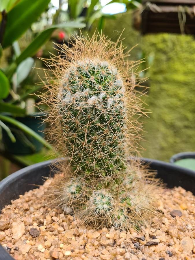 Mammillaria eriacantha — search result for 'Mammillaria'