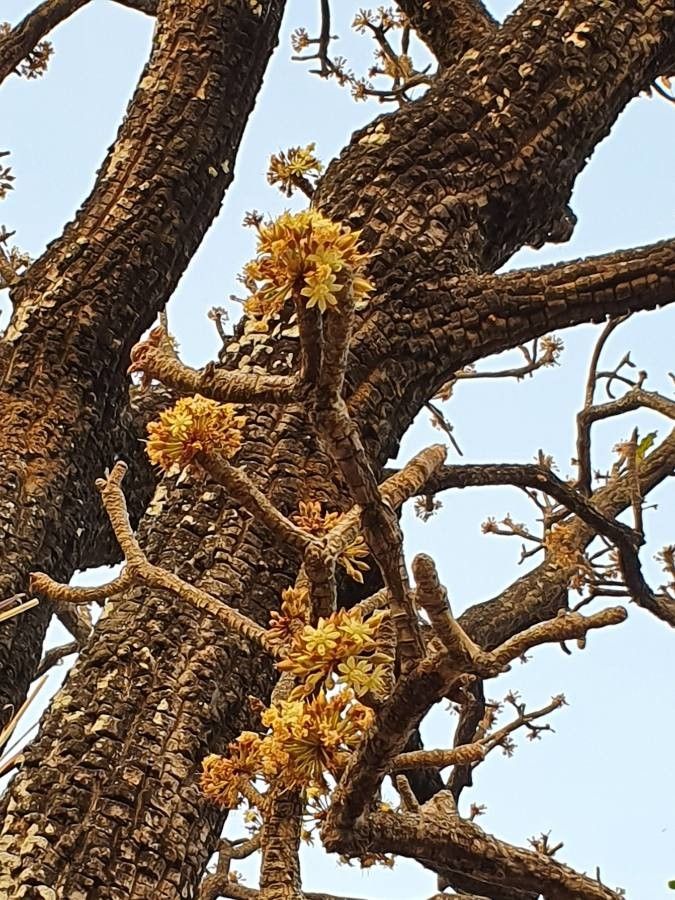 Vitex doniana flower