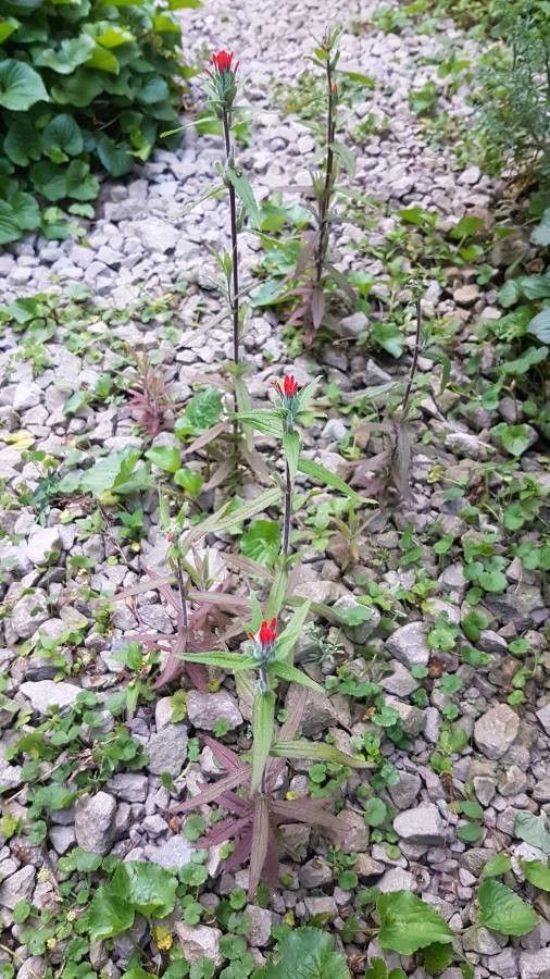 Castilleja haitiensis flower