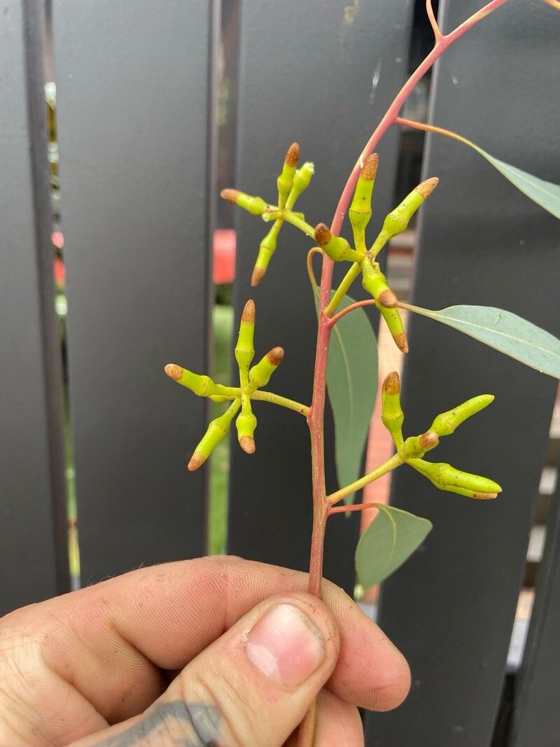 Eucalyptus blakelyi fruit
