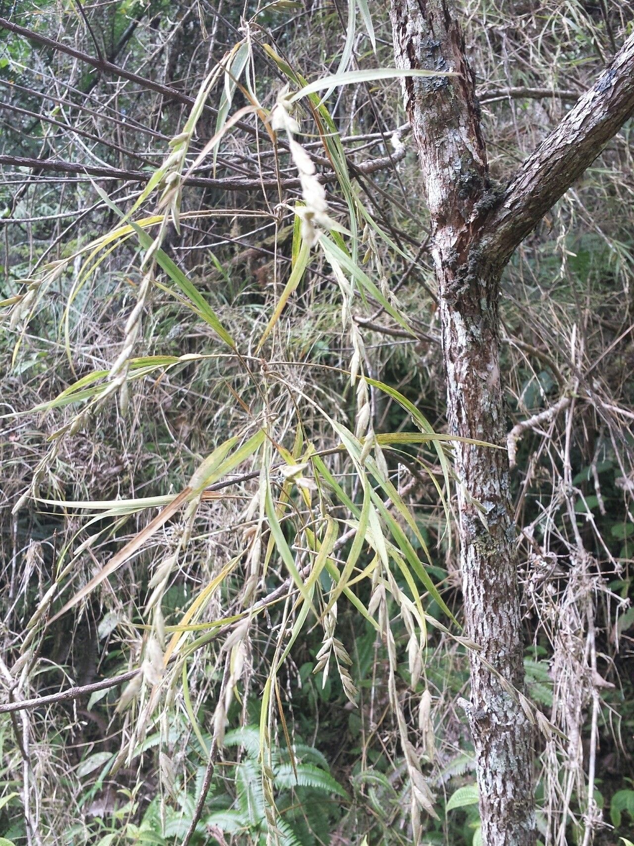 Nastus elongatus habit