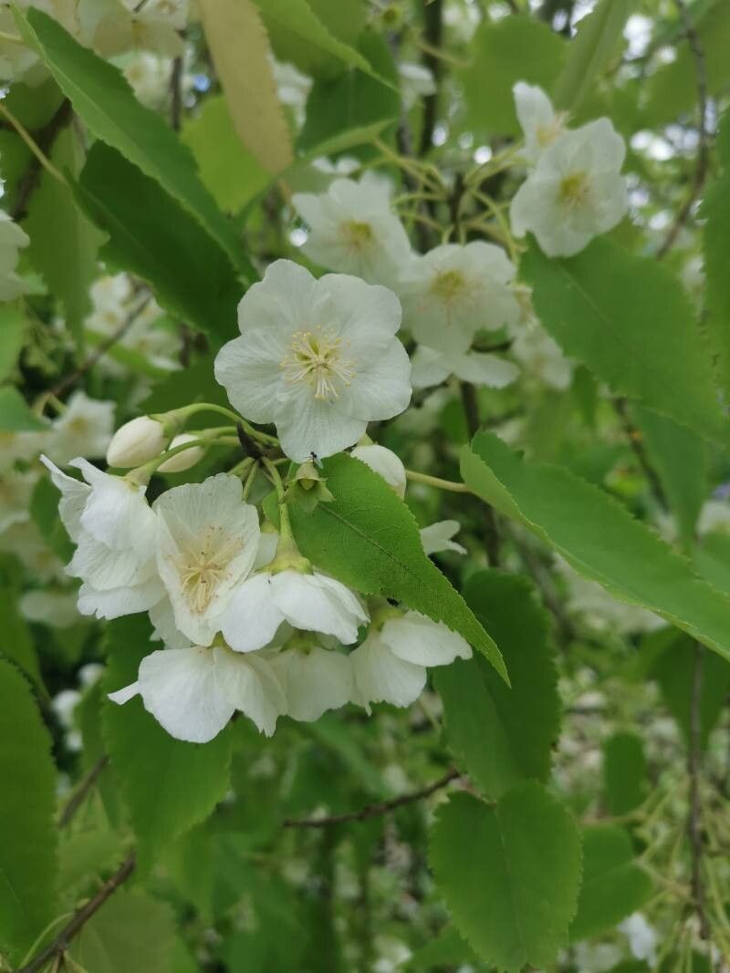 Hoheria lyallii flower