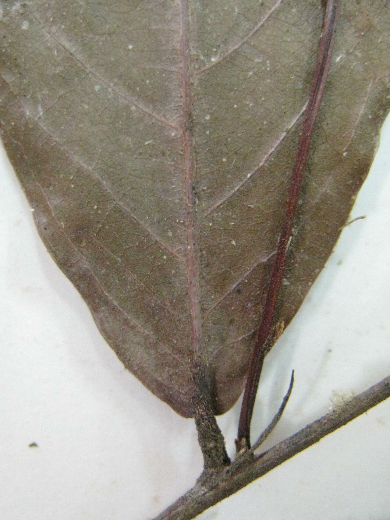 Hirtella racemosa other