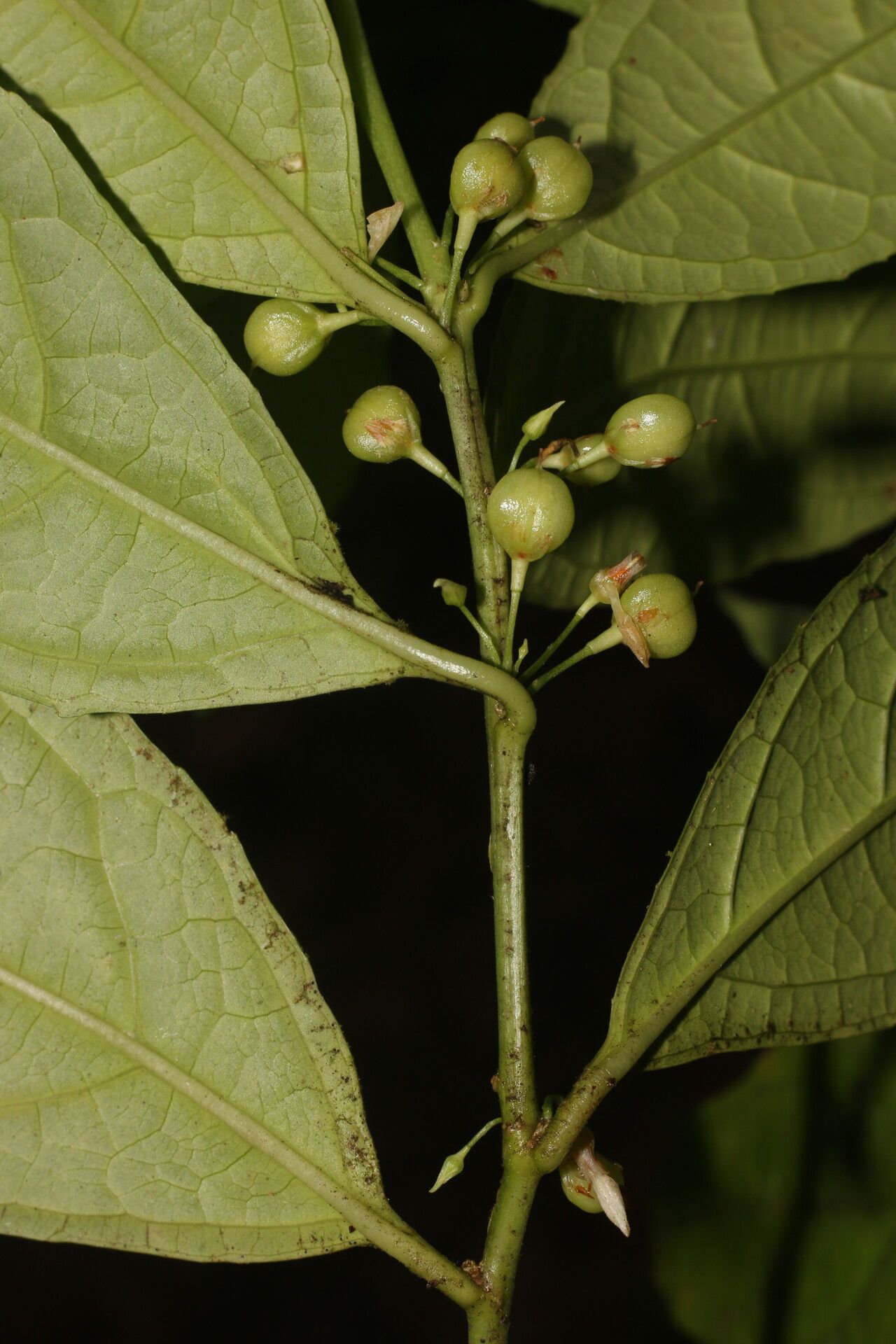 Hybanthus denticulatus fruit