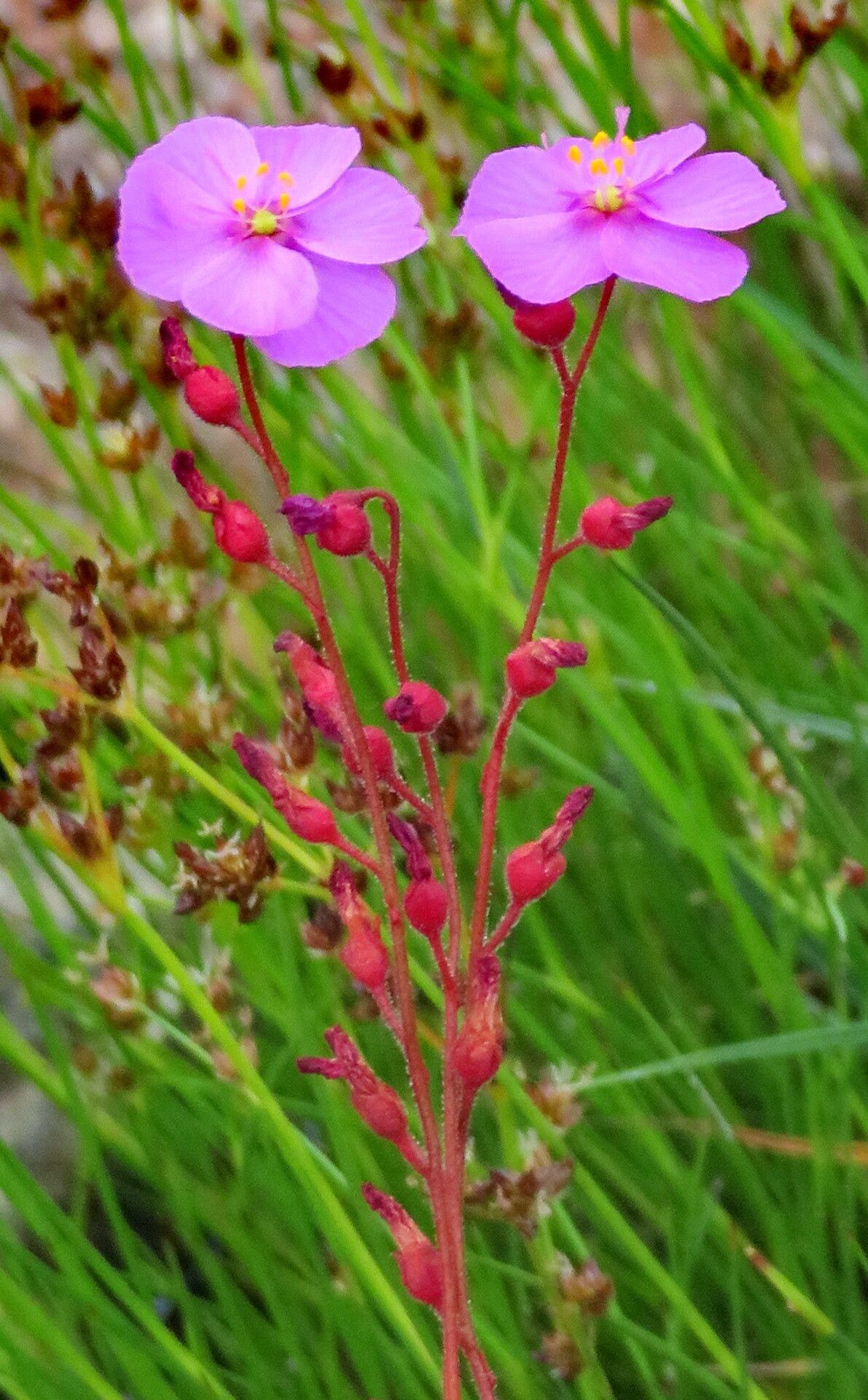 Drosera rubrifolia flower