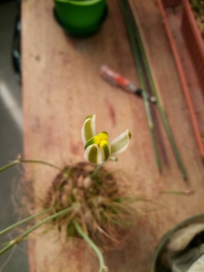 Albuca humilis flower