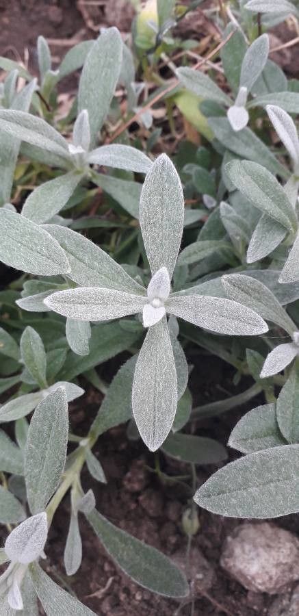Moehringia pentandra leaf