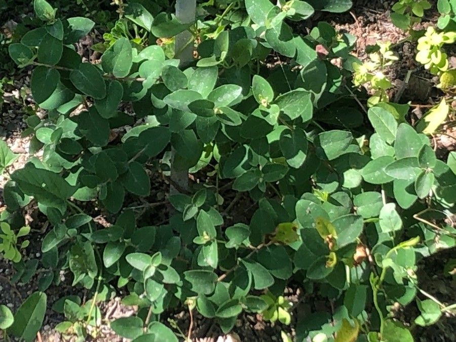 Globularia nudicaulis leaf