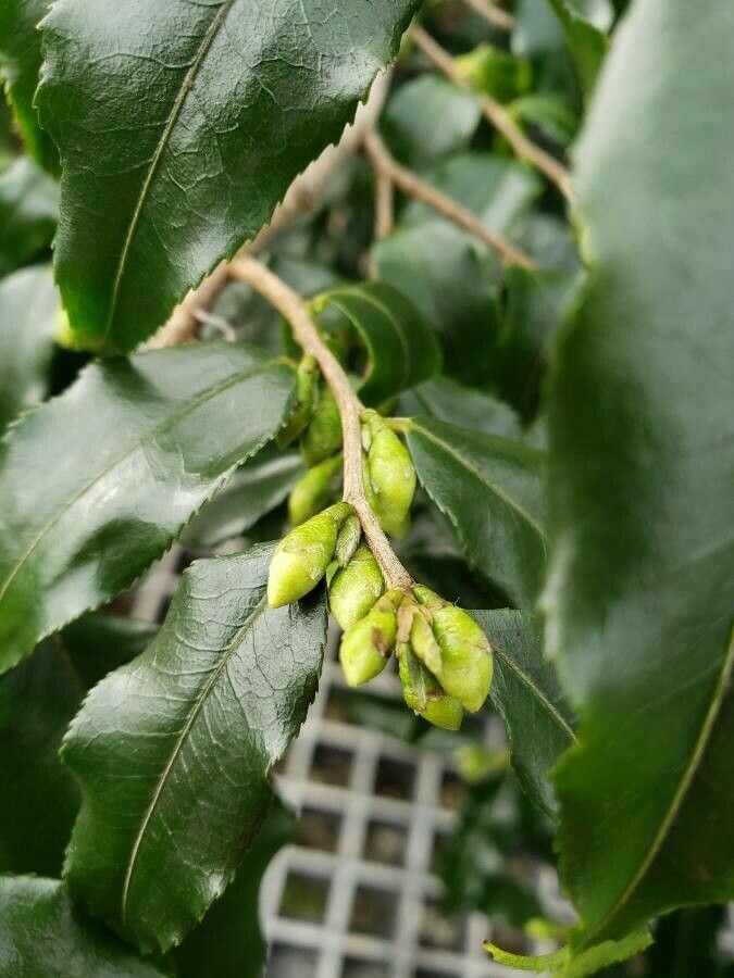 Camellia tsaii fruit