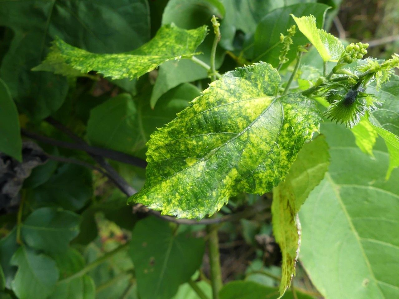 Tragia furialis — houseplant care guide