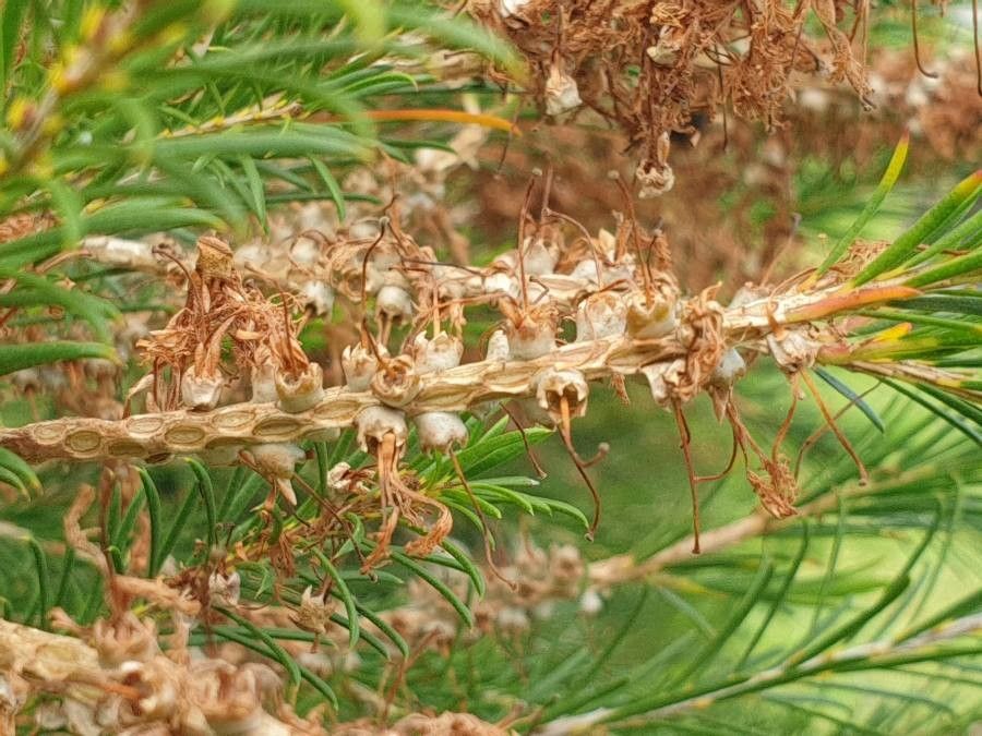 Melaleuca armillaris fruit