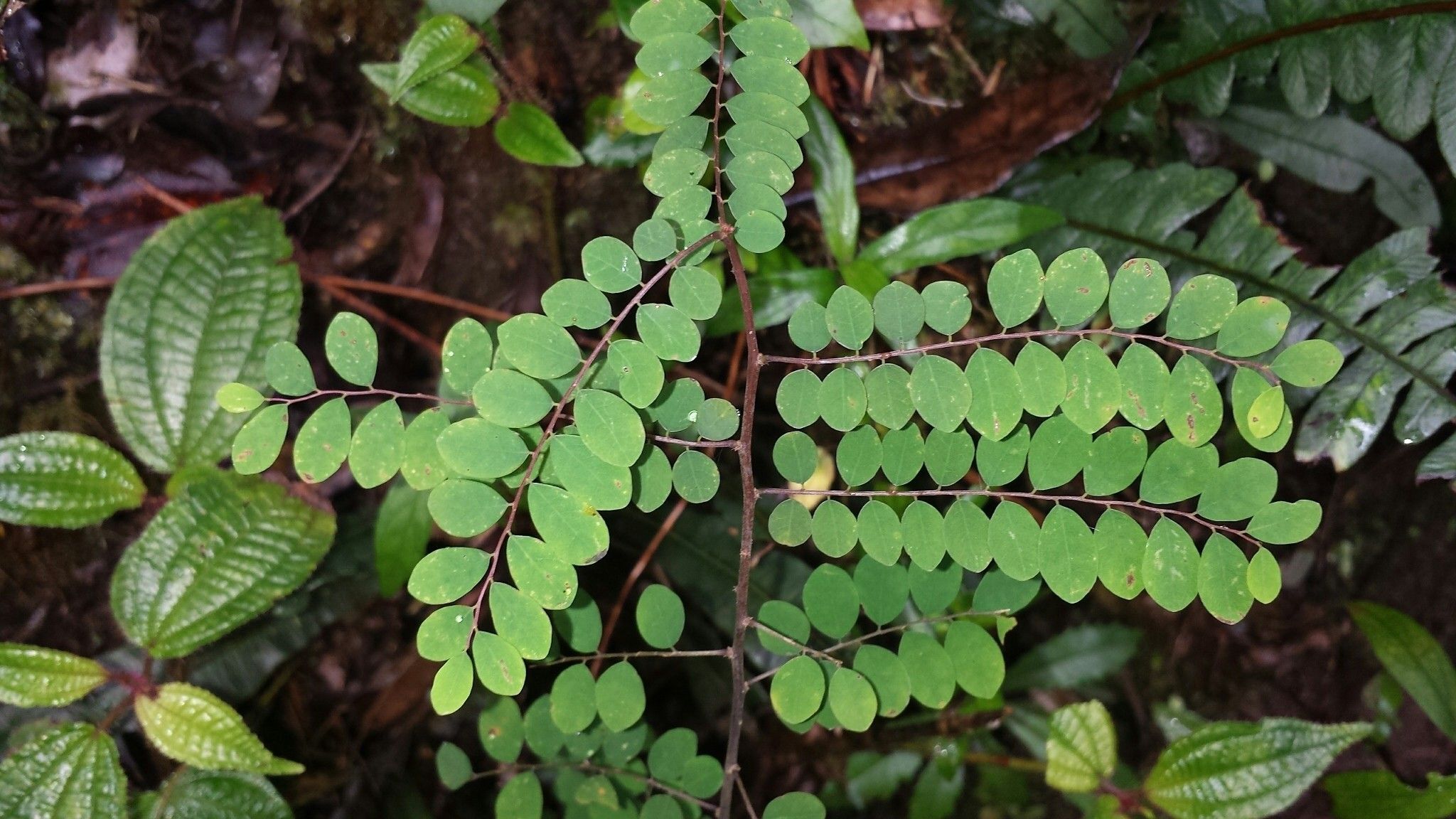 Phyllanthus matitanensis — houseplant care guide