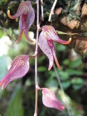 Stelis pachyglossa — houseplant care guide