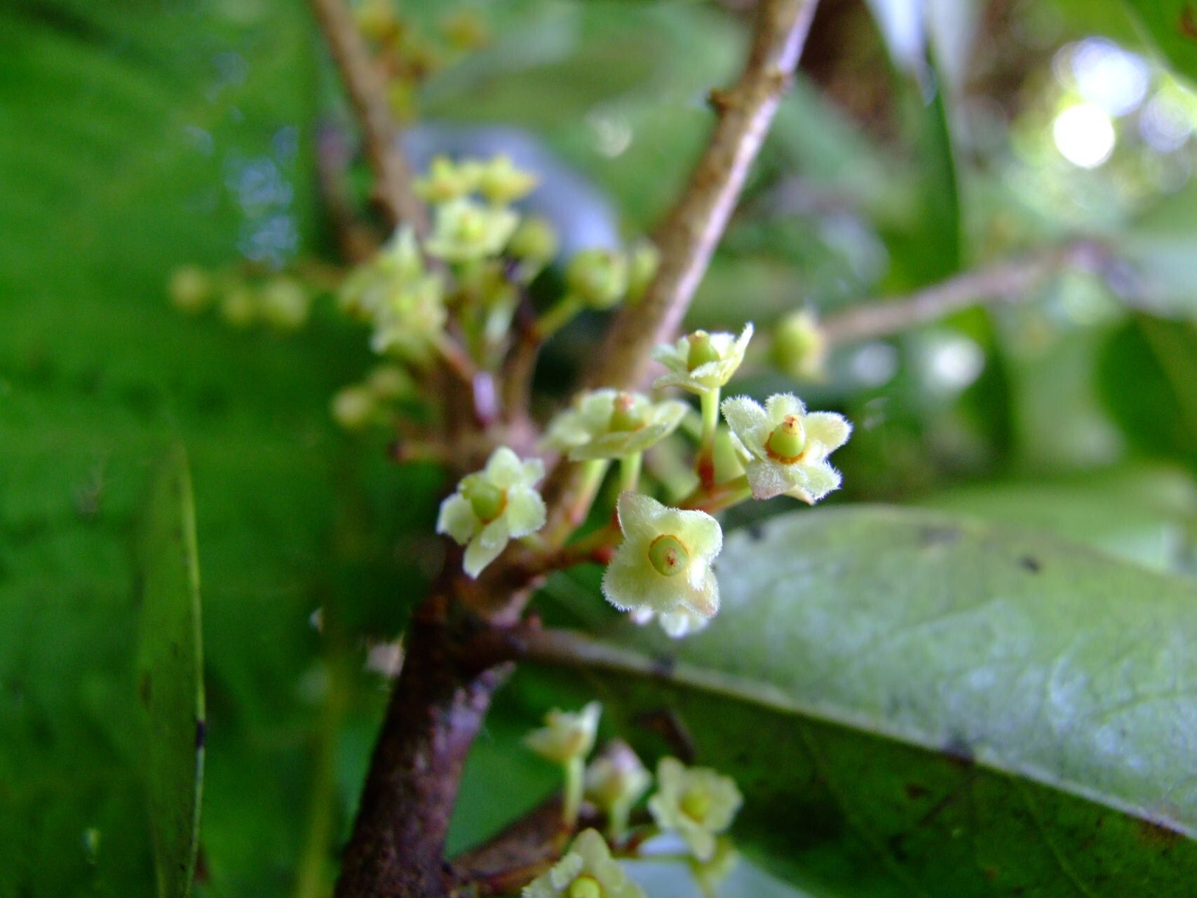 Lasiochlamys reticulata flower
