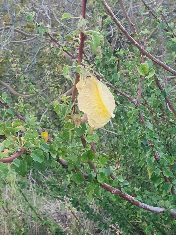 Hibiscus sparsiaculeatus flower