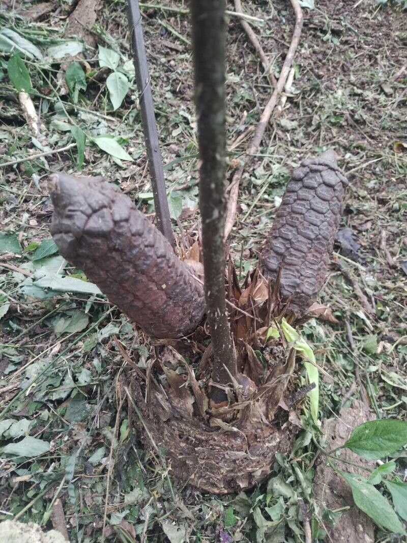 Zamia standleyi fruit
